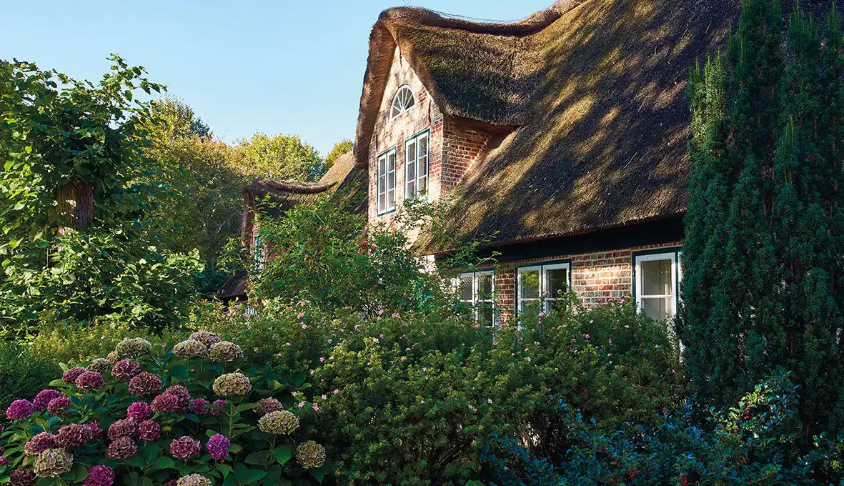 haus betty ferienwohnung nieblum foehr das dorf Stimmungsvolles Bild von Haus Betty mit Vorgarten und blühenden Hortensien.