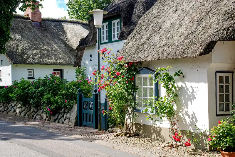 nieblum foehr reetdachhaus mit rosen Stimmungsvolles Reetdachhaus mit weisser Fassade bei Sonnenschein, davor Stockrosen.
