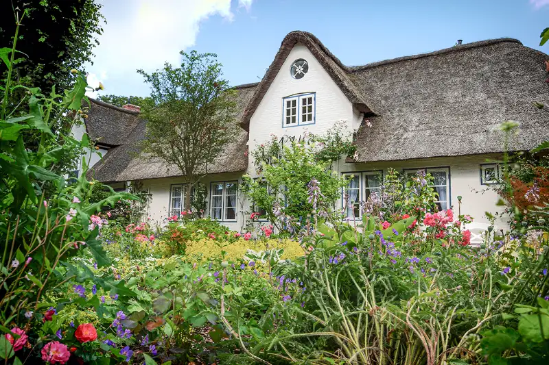 nieblum foehr reetdachhaus Stimmungsvolles Reetdachhaus mit weisser Fassade bei Sonnenschein, davor ein wilder blühender Garten.